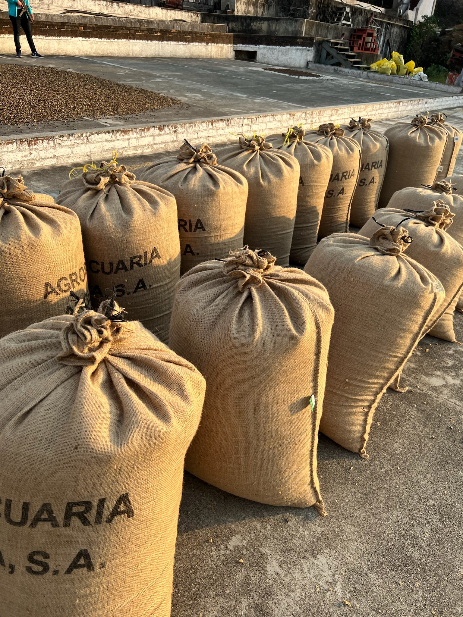 Coffee bags ready for export at Finca Argelia